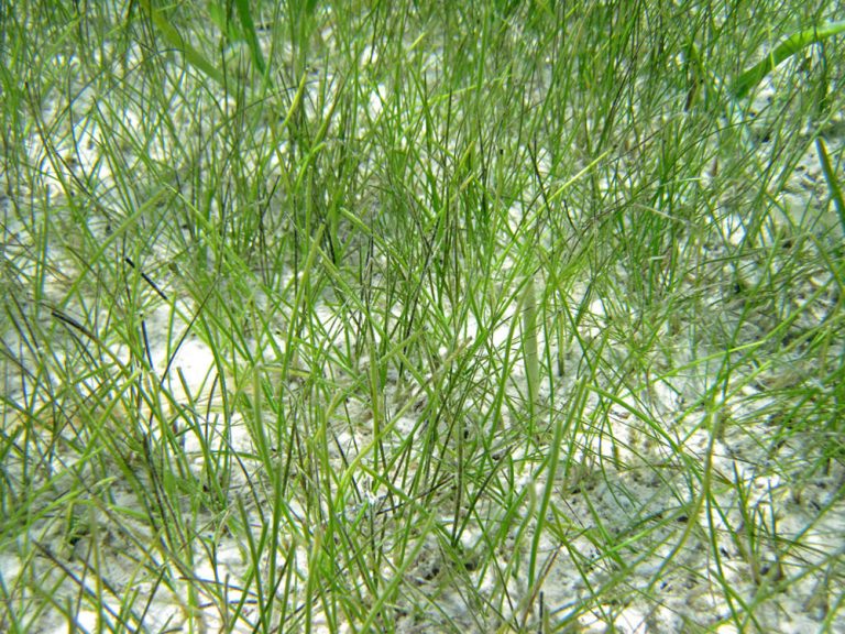 Seagrasses Naturally Resilient Communities