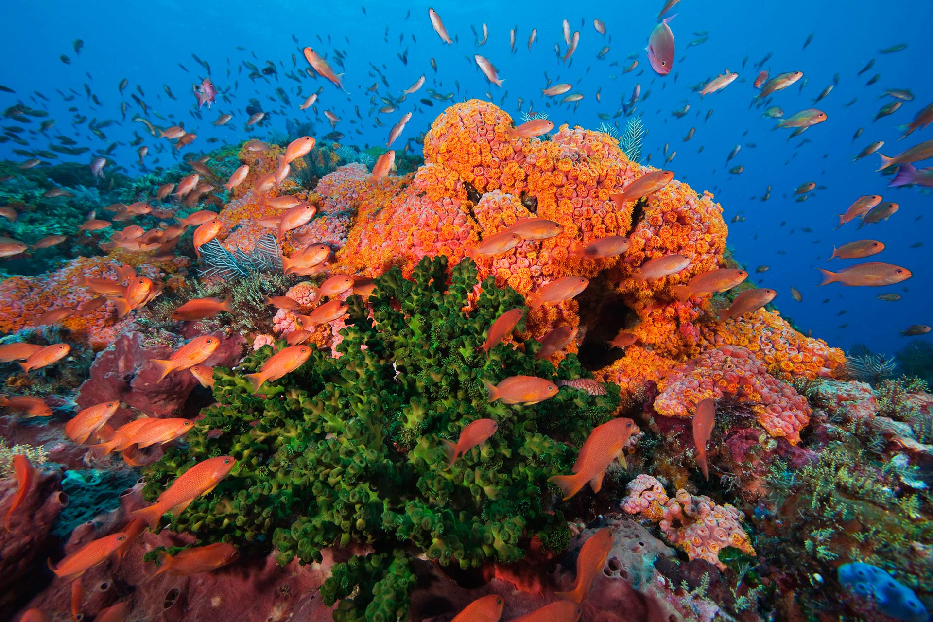 Коралловый риф отзывы