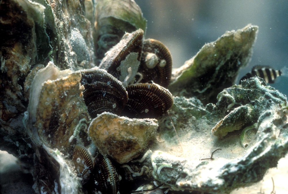Oyster Reefs Naturally Resilient Communities